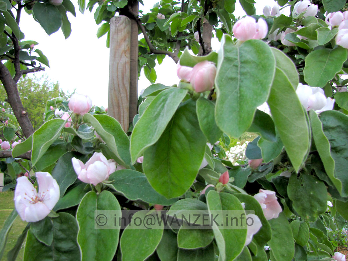 Quitte Konstantinopeler 02.JPG